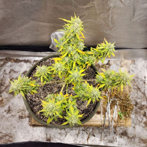 Cassiopeia growlog timeline photo