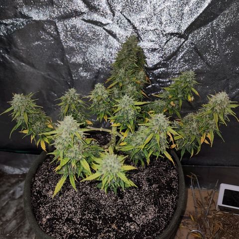 Cassiopeia growlog timeline photo