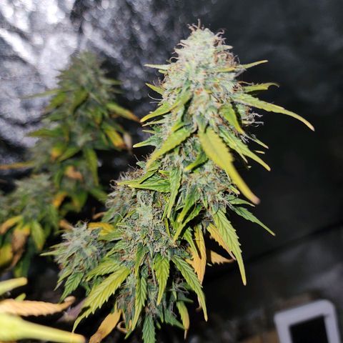 Cassiopeia growlog timeline photo