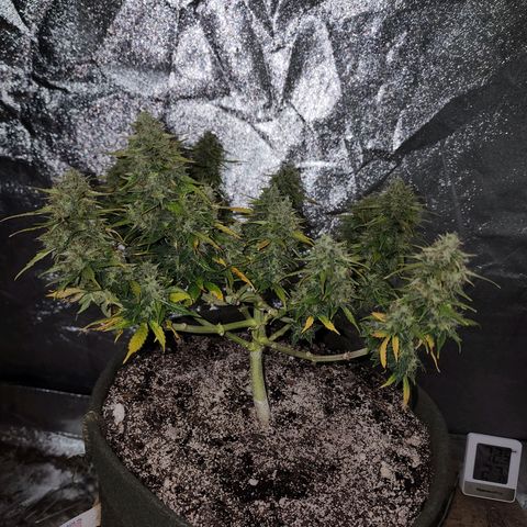 Cassiopeia growlog timeline photo