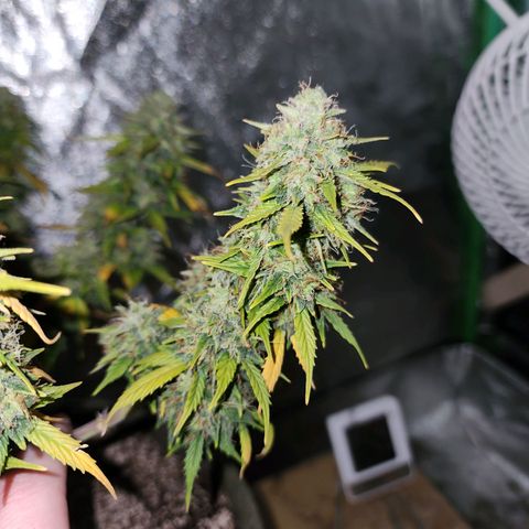 Cassiopeia growlog timeline photo