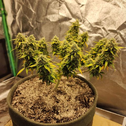Cassiopeia growlog timeline photo