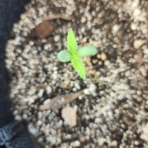 Rei growlog timeline photo