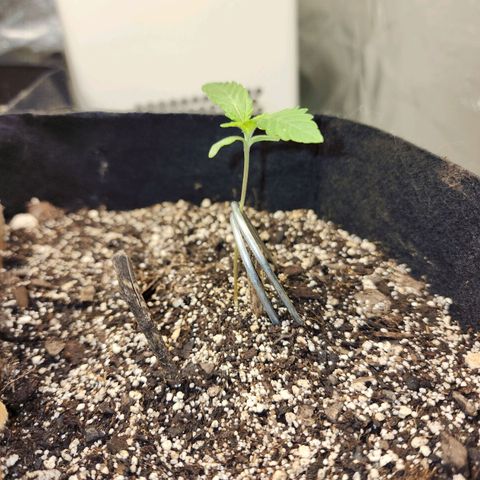 Nia growlog timeline photo