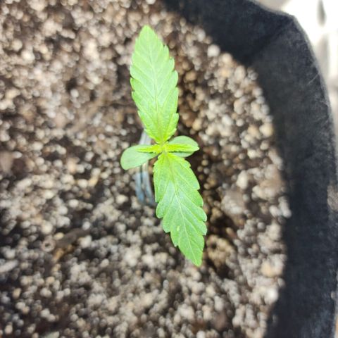 Nia growlog timeline photo