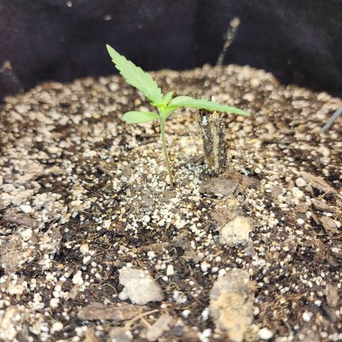 Livia growlog timeline photo