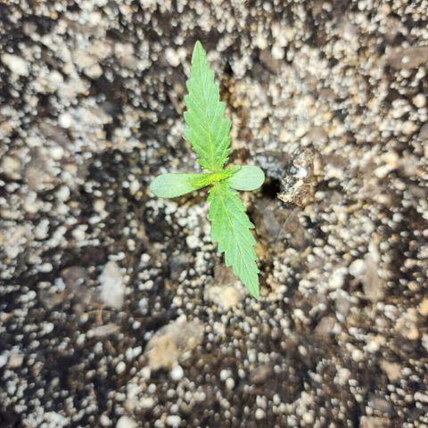 Livia growlog timeline photo