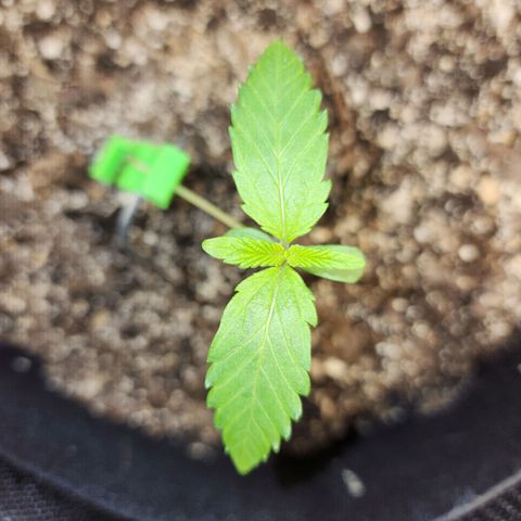 Adīne growlog timeline photo