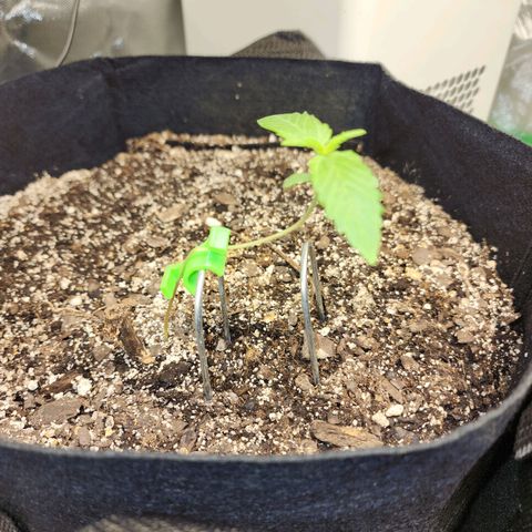 Adīne growlog timeline photo