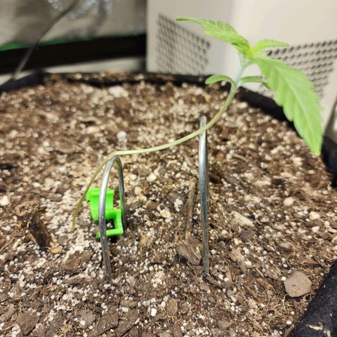 Adīne growlog timeline photo