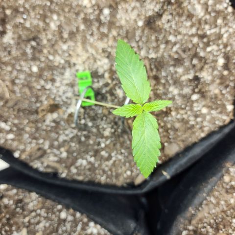 Adīne growlog timeline photo