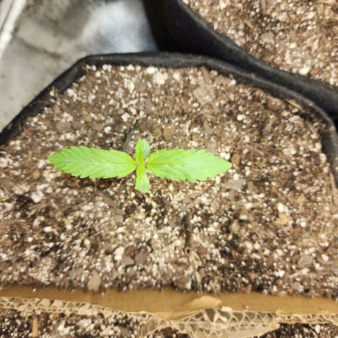 Nia growlog timeline photo