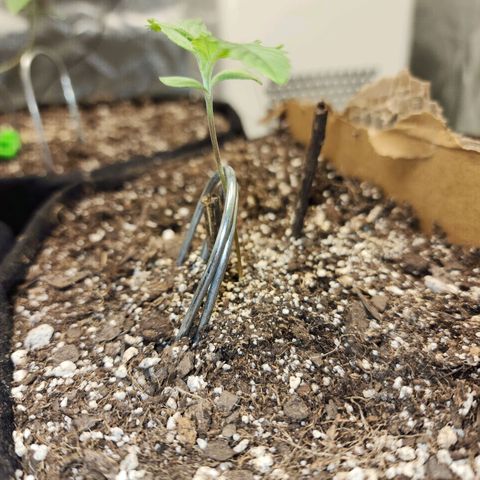 Nia growlog timeline photo
