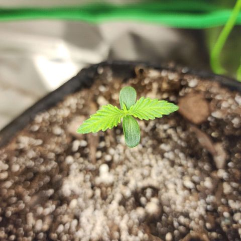Rei growlog timeline photo