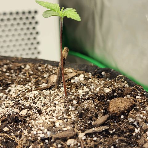 Rei growlog timeline photo