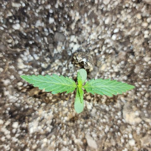 Livia growlog timeline photo
