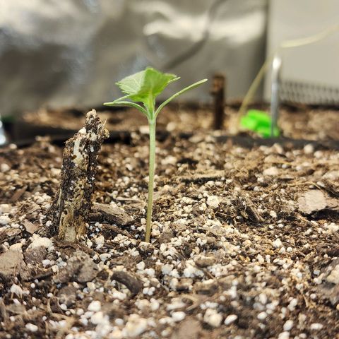Livia growlog timeline photo