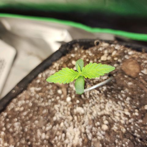 Rei growlog timeline photo