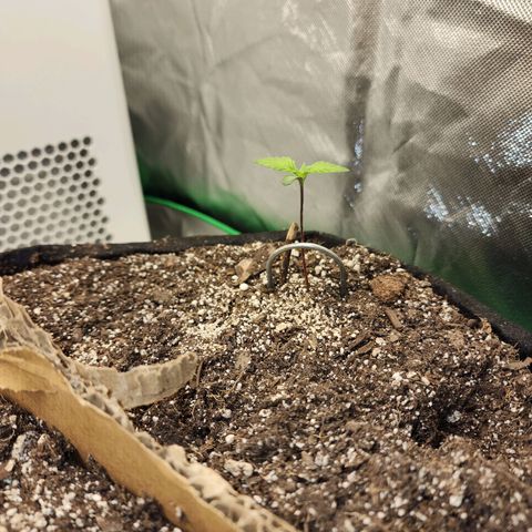 Rei growlog timeline photo