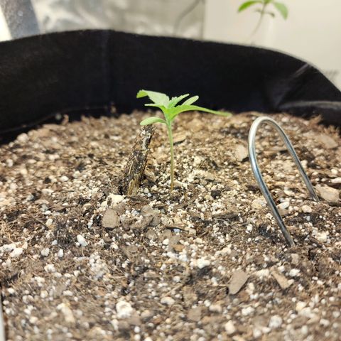 Livia growlog timeline photo