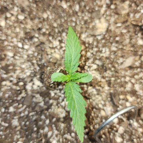 Livia growlog timeline photo