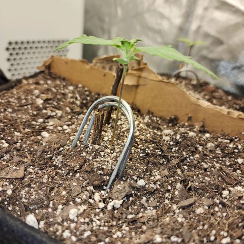 Nia growlog timeline photo