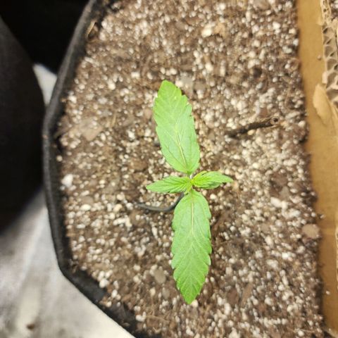 Nia growlog timeline photo