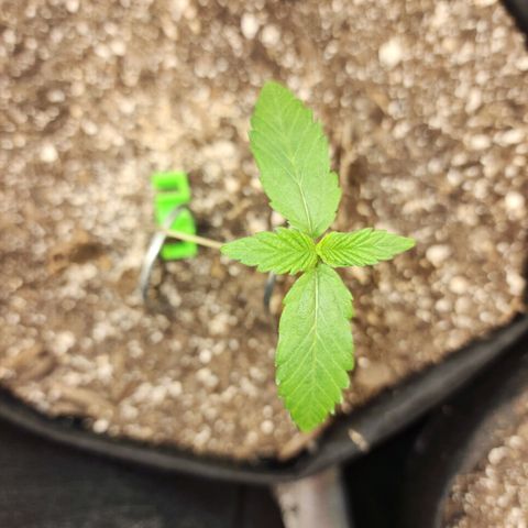 Adīne growlog timeline photo