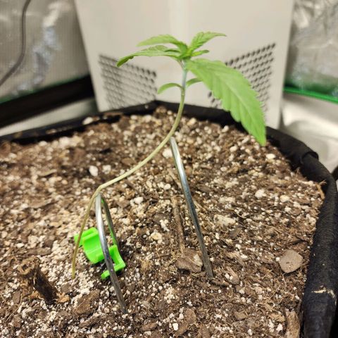 Adīne growlog timeline photo