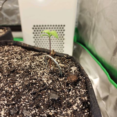 Rei growlog timeline photo