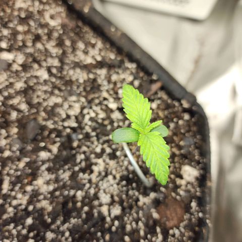 Rei growlog timeline photo