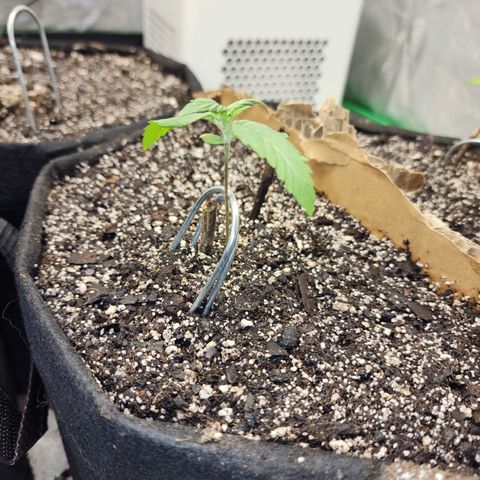 Nia growlog timeline photo