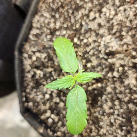 Nia growlog timeline photo