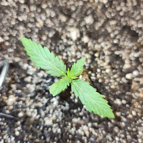 Livia growlog timeline photo