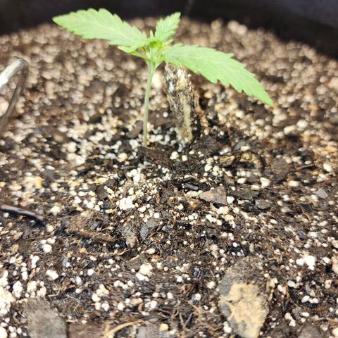 Livia growlog timeline photo