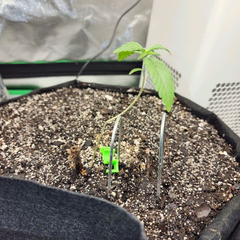 Adīne growlog timeline photo