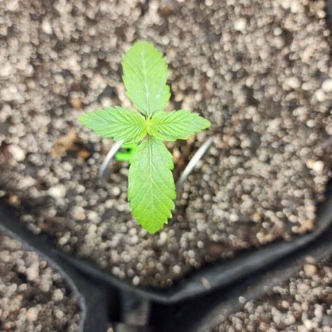 Adīne growlog timeline photo