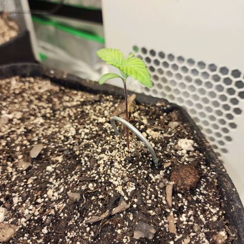 Rei growlog timeline photo