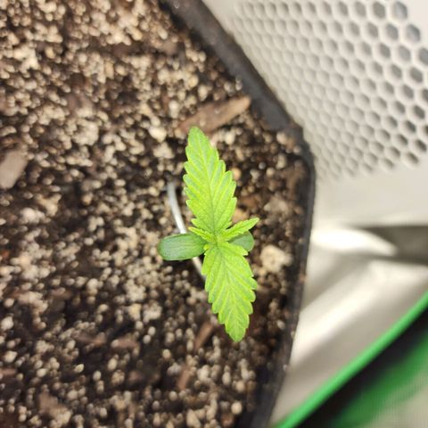 Rei growlog timeline photo