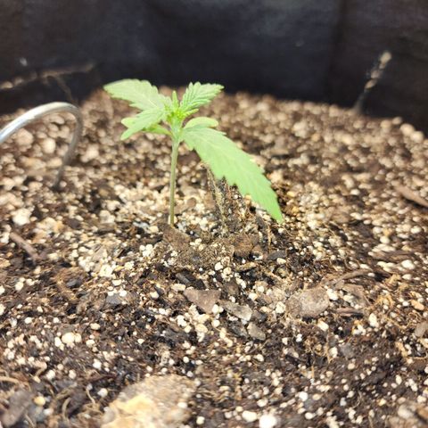 Livia growlog timeline photo