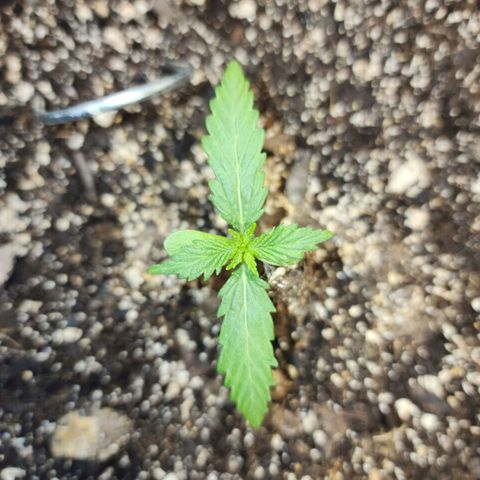 Livia growlog timeline photo
