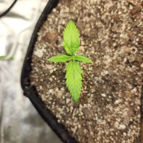 Rei growlog timeline photo