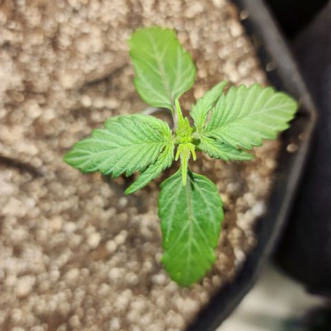 Nia growlog timeline photo