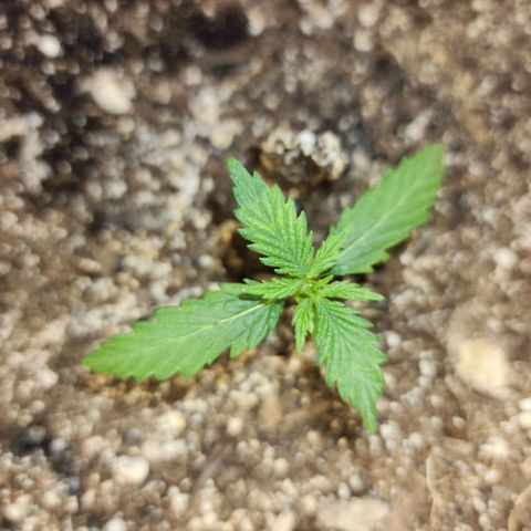 Livia growlog timeline photo