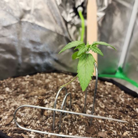 Adīne growlog timeline photo