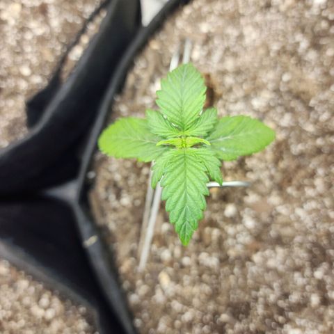 Adīne growlog timeline photo