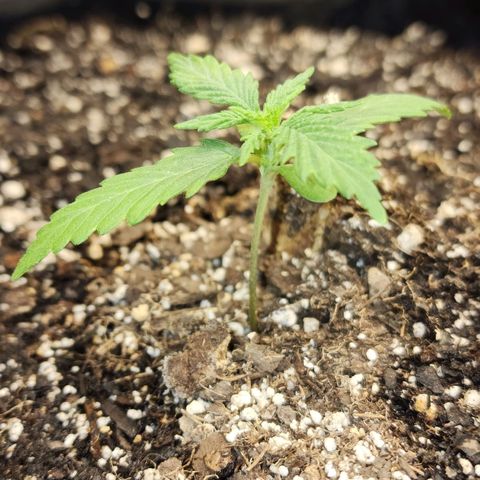 Livia growlog timeline photo
