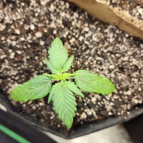 Nia growlog timeline photo