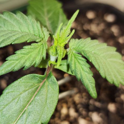 Nia growlog timeline photo