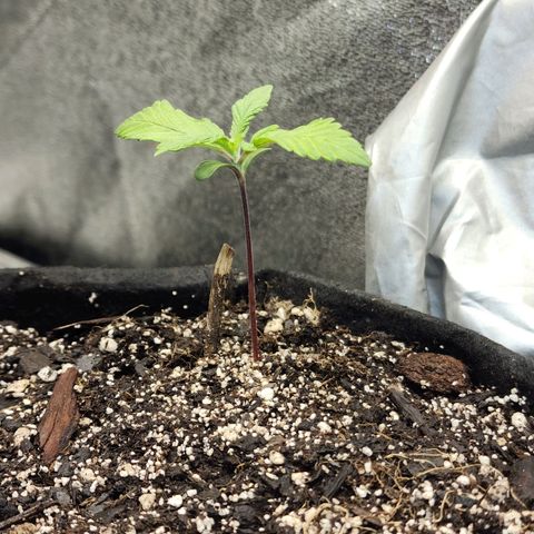 Rei growlog timeline photo